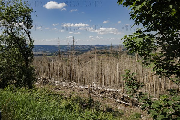 Symbolic photo on the subject of forest dieback in Germany. Spruce trees that have died due to drought and infestation by bark beetles stand in a forest in the Harz Mountains. Altenau, 28.06.2022, Altenau, Germany, Europe