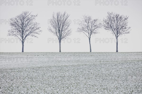 Four trees on an avenue stand out in winter in Vierkirchen, 29.01.2023., Vierkirchen, Germany, Europe
