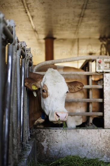 Hay-milk production on a farm in Bavaria, 15.06.2022. Cow standing in the barn all year round and fed with hay, Baiernrain, Germany, Europe