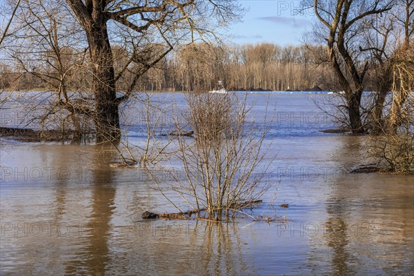 Flooding on the Rhine in the south of Duesseldorf, districts of Benrath and Urdenbach, Duesseldorf, North Rhine-Westphalia, Germany, Europe