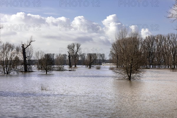 Flooding on the Rhine in the south of Duesseldorf, districts of Benrath and Urdenbach, Duesseldorf, North Rhine-Westphalia, Germany, Europe