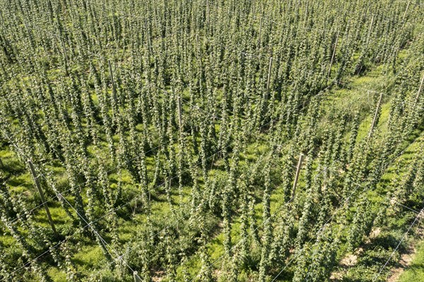 Baroda, Michigan, Hops growing at Hop Head Farms in west Michigan. The vines grow on a rope that is supported from a network of overhead wires