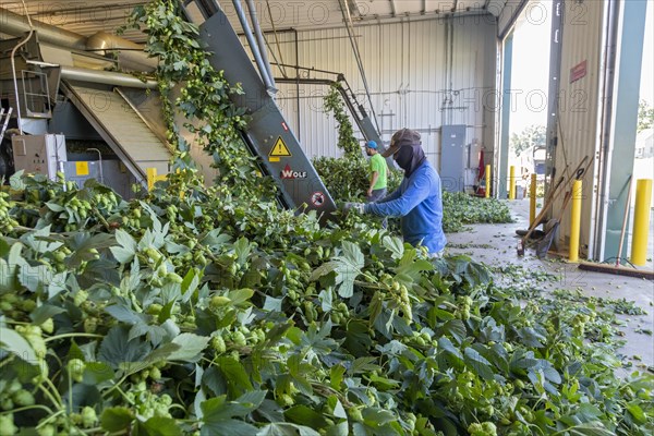Baroda, Michigan, A Mexican-American crew processes hops at Hop Head Farms in west Michigan. They attach the bines, or vines, to hop harvesting machines that will separate the cones, or flowers, from the bines