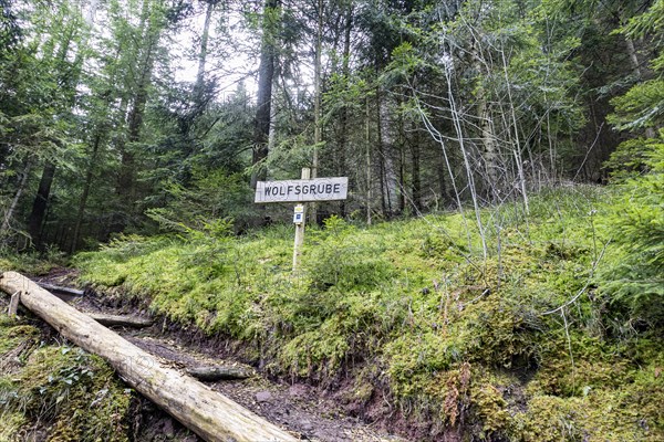 Wolf pit in the northern Black Forest for hunting wolves in the 19th century, now the once extinct wolf is becoming native again in the Black Forest, Neubulach, Baden-Wuerttemberg, Germany, Europe