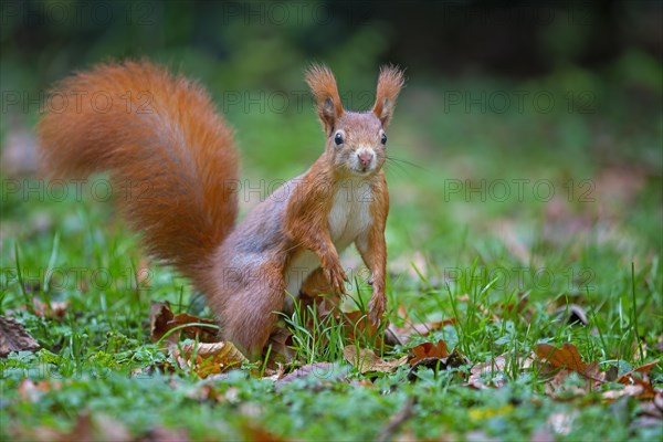 Eurasian red squirrels