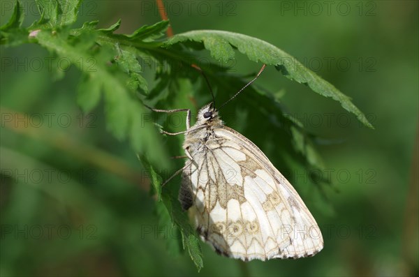 Marbled white