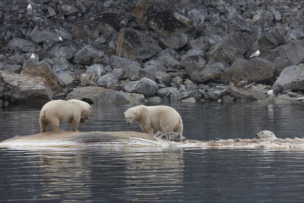 Polar bears