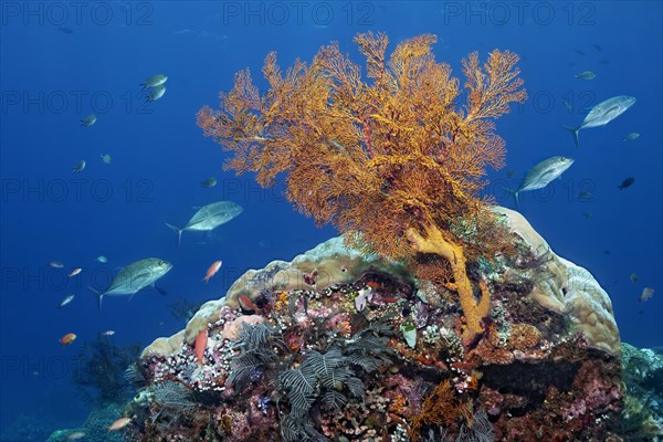 In front coral reef with knotted sea fan