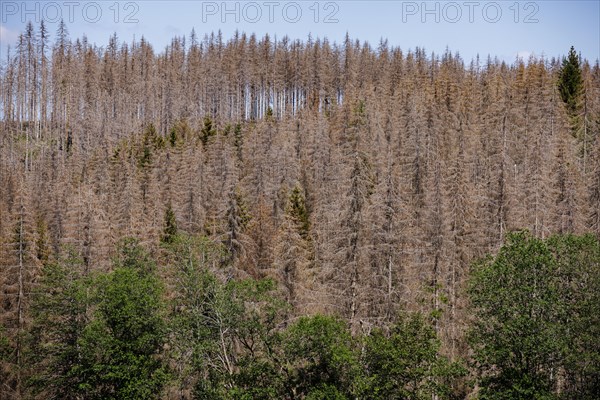 Symbolic photo on the subject of forest dieback in Germany. Spruce trees that have died due to drought and infestation by bark beetles stand in a forest in the Harz Mountains. Altenau, 28.06.2022, Altenau, Germany, Europe