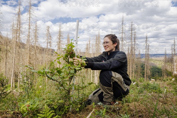 An employee of the Northwest German Forest Research Institute checks drought damage to a young beech on a trial plot in the Harz Mountains. Here, research is being conducted into how the forest can be prepared for the challenges in times of climate change. In the background are conifers that have died due to drought and bark beetles Lerbach, 28.06.2022, Lerbach, Germany, Europe