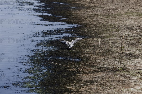 A bird at low water level in the Pold river, Waldhufen, Germany, Due to persistent heat and lack of precipitation many water bodies in Saxony have dried up or are low in water, Waldhufen, Germany, Europe
