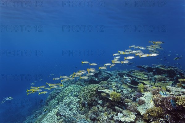 Shoal of Ehrensberg snappers