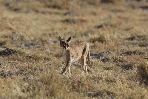 Caracal