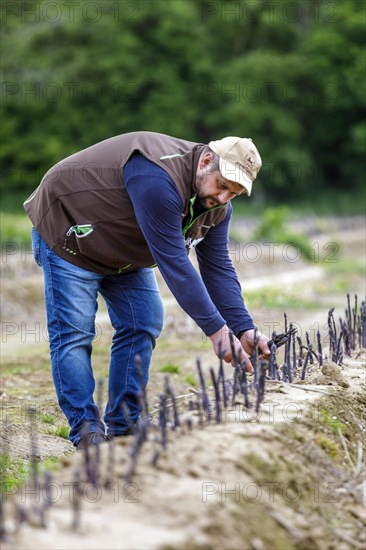 Farmer during harvest, purple or violet asparagus, rare variety from Italy, Rheurdt, North Rhine-Westphalia, Germany, Europe