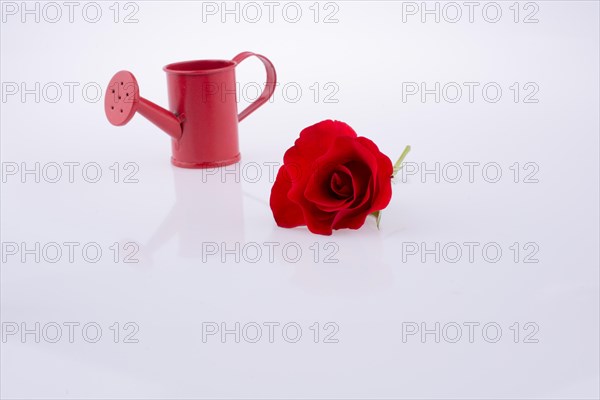 Red rose near a watering can on a white background