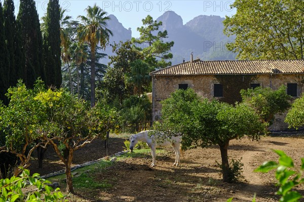 Jardines de Alfabia