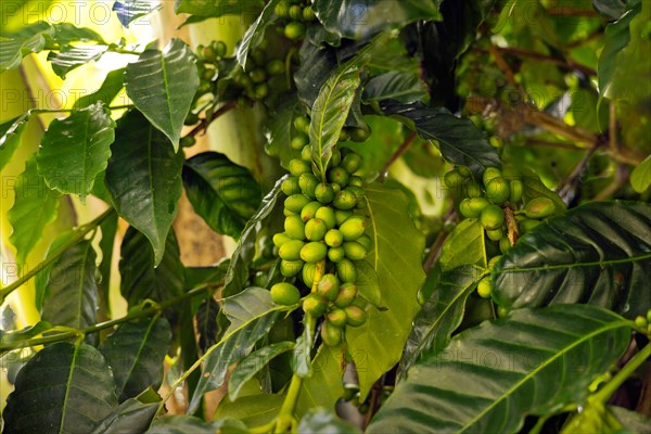 Unripe coffee berries of the Arabica variety on a bush