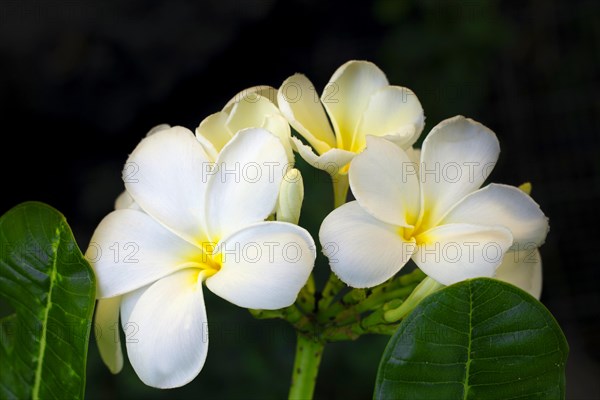 Fragrant frangipani