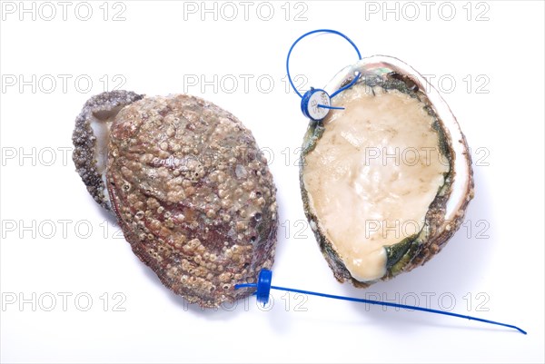 Abalone