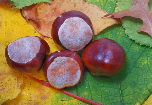 Leaves with chestnuts