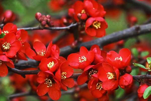 Ornamental quince