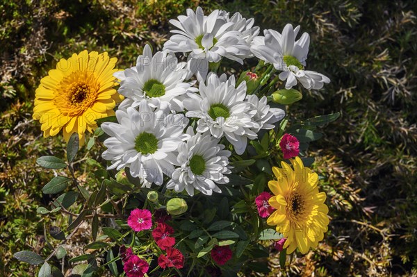 Garden Chrysanthemum