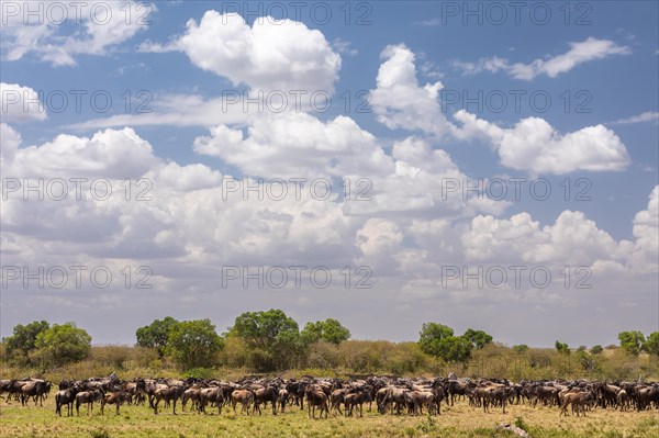 Wildebeest