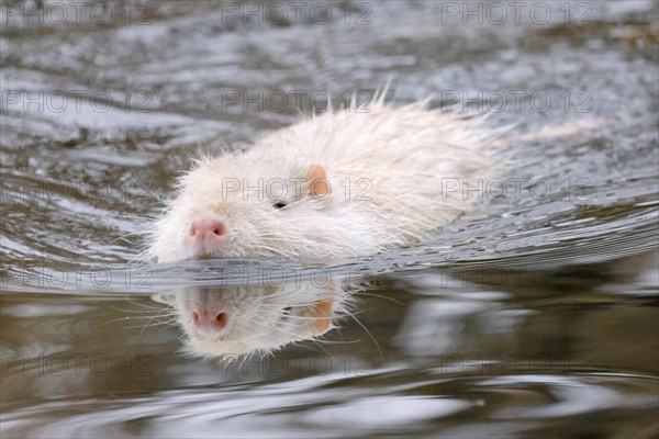 Young white albino nutria