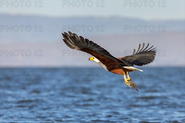 African fish eagle