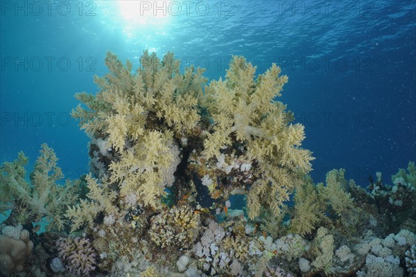 Broccoli tree