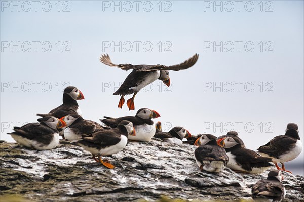 Puffin