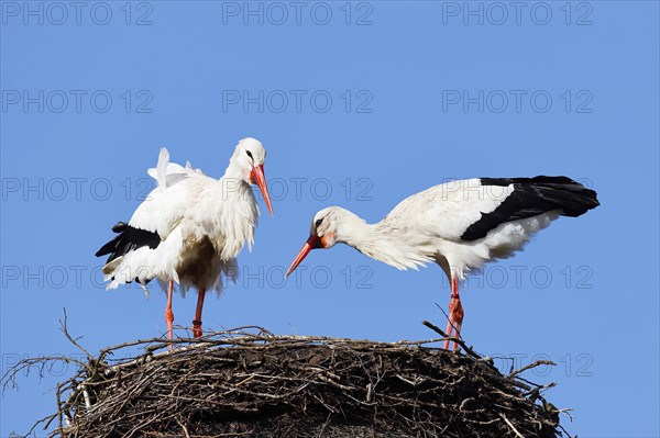 White storks