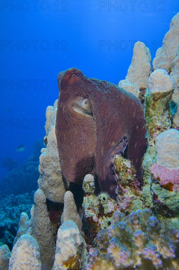 Large blue octopus