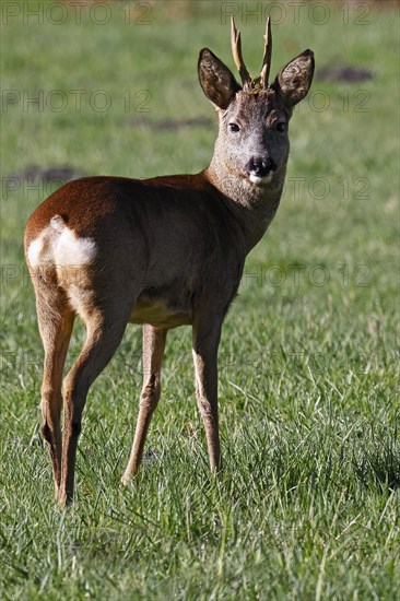 European roe deer