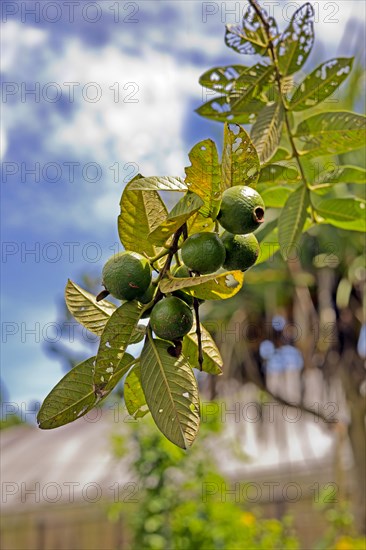 Common guava