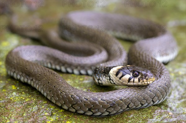 Grass snake