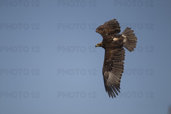 Steppe eagle