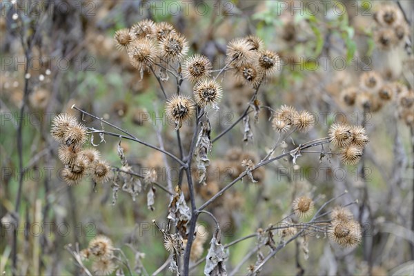 Burdocks