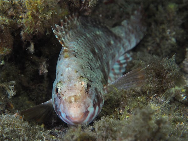 Portrait of mediterranean parrotfish