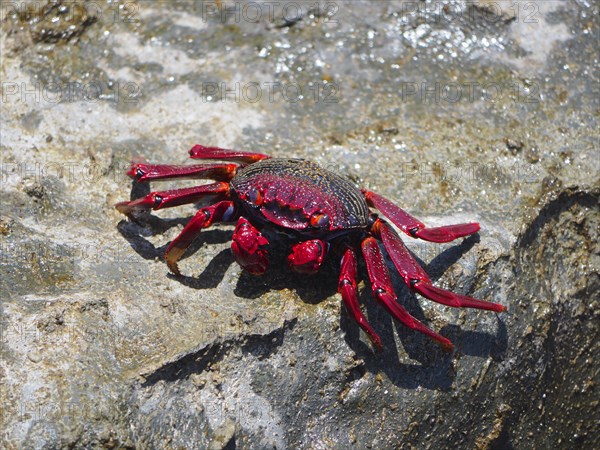 Red rock crab