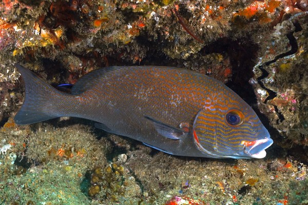 Orange-spotted sweetlips