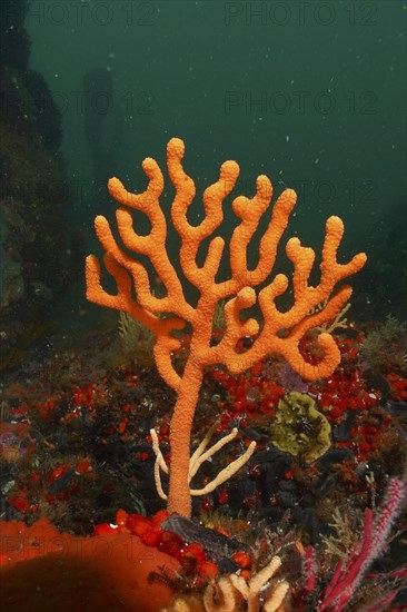 Orange sine sea fan