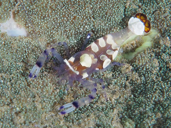 Peacock-eyed anemone shrimp