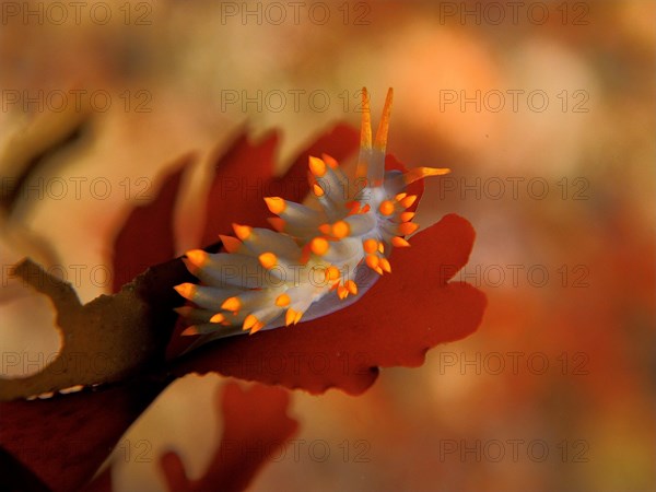 Orange-spotted balloon thread snail