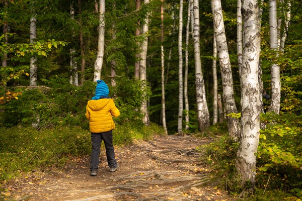 A little boy is walking on a hiking trail through the forest