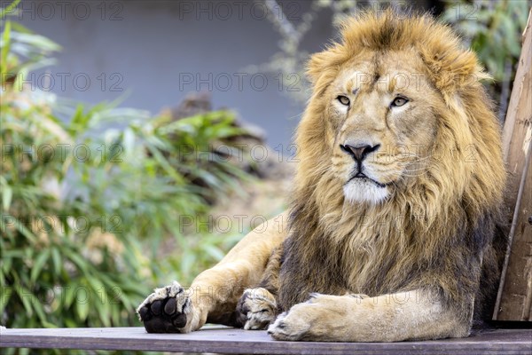 Asiatic lion