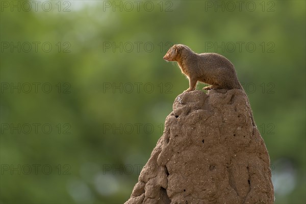 Mongoose