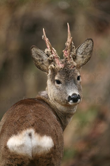 European roe deer