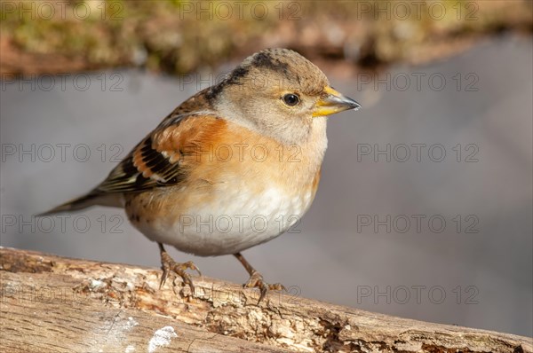 Brambling