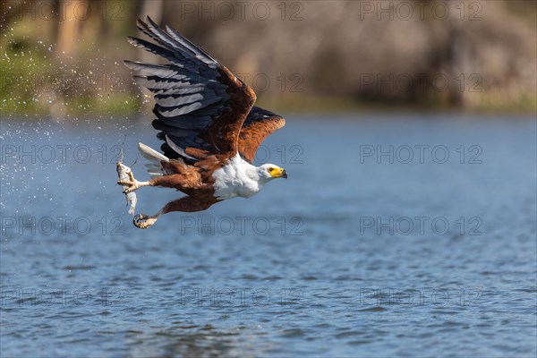 African fish eagle